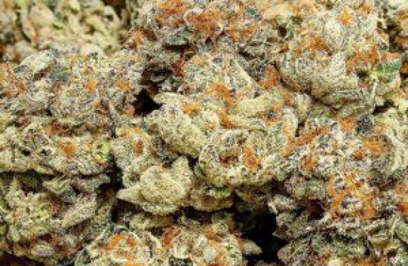 Medical Marijuana