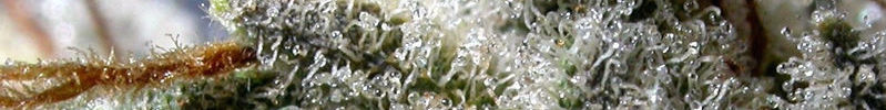 Signup & Find Marijuana Dispensaries in Ferry County, WA