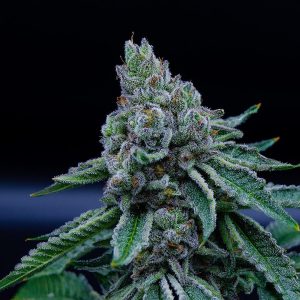 Florida Smokeable Flower Medical Marijuana by MUV Altmed Florida